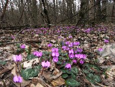 Цикламен косский 002